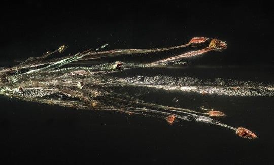 frangible ammunition round in ballistics gel